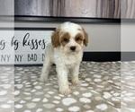 Small #3 Cavapoo