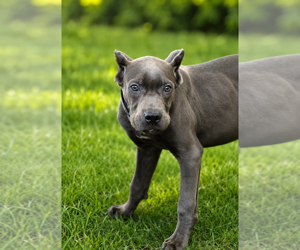 Medium Photo #39 Cane Corso Puppy For Sale in ANDERSON, IN, USA