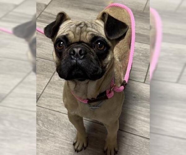 Medium Photo #1 Pug Puppy For Sale in Redlands, CA, USA