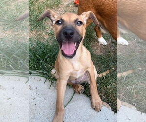 Medium Mutt