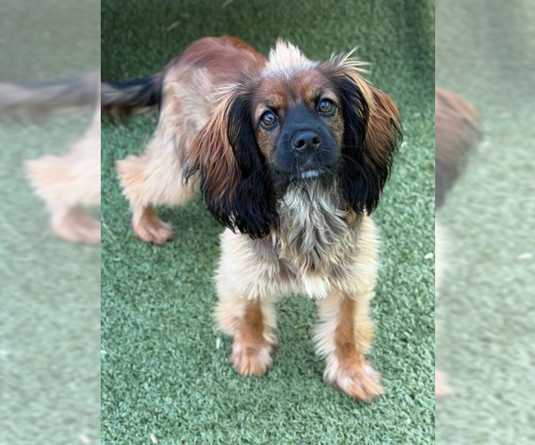 Medium Photo #1 Mutt Puppy For Sale in Woodbury, NY, USA