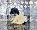 Small Poodle (Toy)
