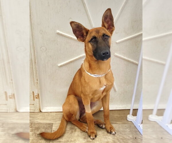 Medium Photo #8 German Shepherd Dog-Unknown Mix Puppy For Sale in San Diego, CA, USA