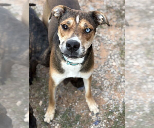 Medium Photo #3 Mutt Puppy For Sale in Vail, AZ, USA