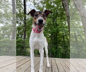 Mutt Dogs for adoption in Elmsford, NY, USA
