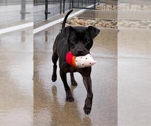 Mutt Dogs for adoption in Sacramento, CA, USA