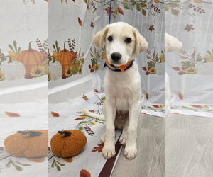 Sunny - Male Beago Dog for Adoption - Photo #3