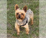 Small Photo #11 Mutt Puppy For Sale in Allentown,, PA, USA