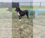 Small Photo #2 Mutt Puppy For Sale in Evansville, IN, USA