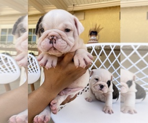 English Bulldog Puppy for sale in MORENO VALLEY, CA, USA