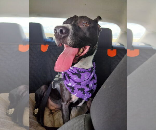 Medium Photo #5 Basenji-Unknown Mix Puppy For Sale in Sanford, FL, USA