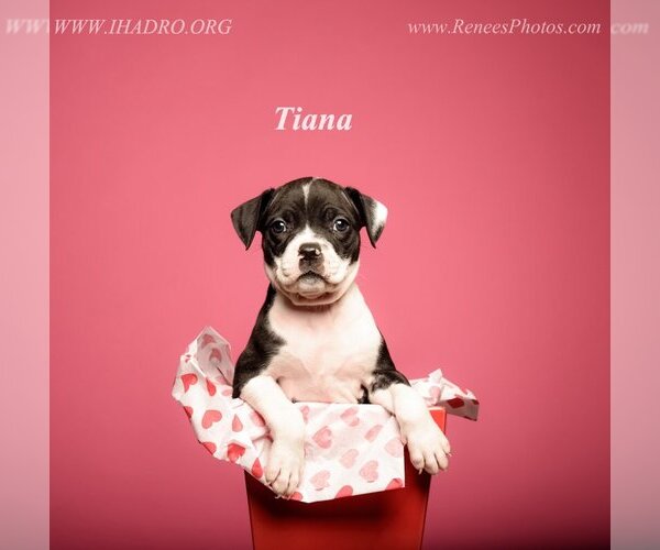 Medium Photo #3 American Pit Bull Terrier-Unknown Mix Puppy For Sale in Blacklick, OH, USA