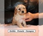 Small #2 Cavapoo (Miniature)