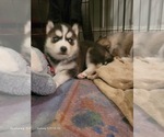 Small #5 Siberian Husky