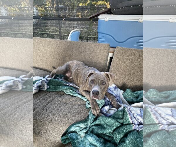 Medium Photo #6 Staffordshire Bull Terrier-Unknown Mix Puppy For Sale in Spring, TX, USA