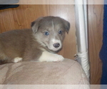 Small #34 Australian Shepherd-Pembroke Welsh Corgi Mix