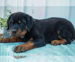Small #1 Rottweiler