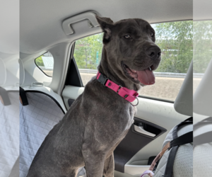 Mutt Dogs for adoption in Brooklyn, NY, USA