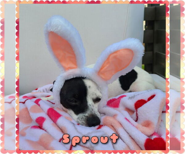 Medium Photo #8 Chiweenie Puppy For Sale in Princeton, MN, USA