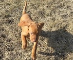 Puppy Riley Vizsla