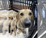 Small #5 Labrador Retriever Mix