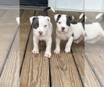 Small Photo #9 American Bully Puppy For Sale in LA VERNIA, TX, USA