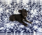 Small #3 Schnauzer (Miniature)