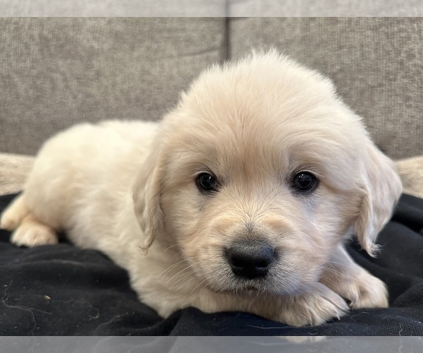 Medium Photo #3 English Cream Golden Retriever Puppy For Sale in MONROE, OR, USA