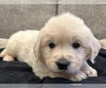 Small #2 English Cream Golden Retriever