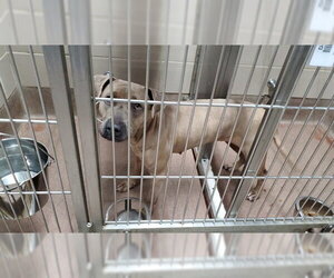 American Pit Bull Terrier-Unknown Mix Dogs for adoption in Aurora, IL, USA