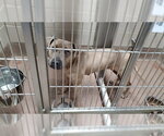 *GRASSHOPPER - Female American Pit Bull Terrier-Unknown Mix Dog for Adoption - Small photo