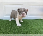Small Photo #13 Bulldog Puppy For Sale in ATLANTA, GA, USA