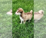 Small #2 Alaskan Klee Kai-Pomeranian Mix