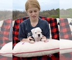 Small Photo #5 English Bulldog Puppy For Sale in PEACHLAND, NC, USA
