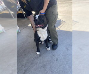 Mutt Dogs for adoption in Bakersfield, CA, USA