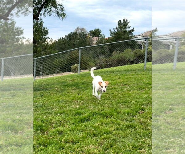 Medium Photo #3 Chihuahua-Unknown Mix Puppy For Sale in Escondido, CA, USA