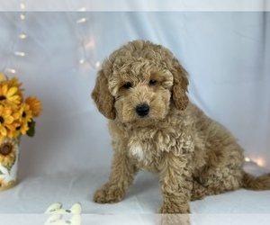 Poochon Puppy for sale in HOUSTON, TX, USA