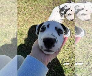 Dalmatian Puppy for sale in BLUFFTON, SC, USA