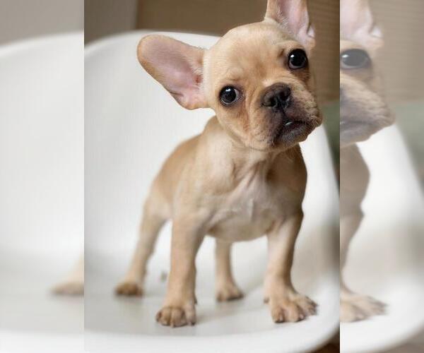 Medium Photo #1 French Bulldog Puppy For Sale in POUND RIDGE, NY, USA