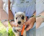 Small #6 Australian Cattle Dog
