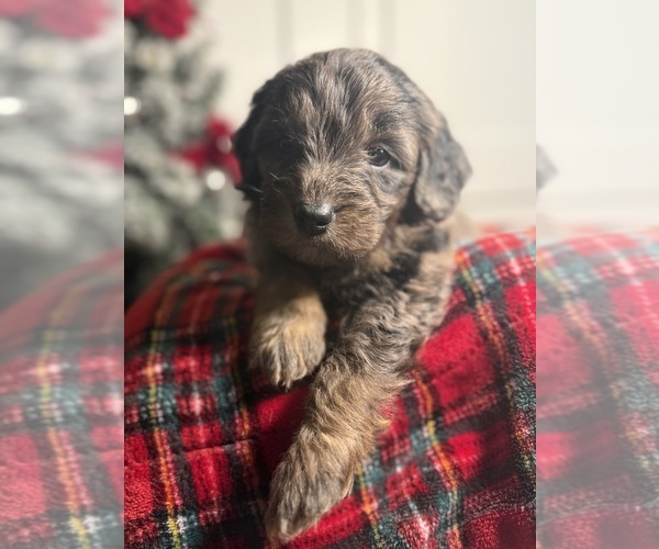 Medium Photo #6 Aussiedoodle Miniature  Puppy For Sale in MENIFEE, CA, USA