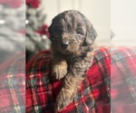 Small #5 Aussiedoodle Miniature 