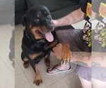 Small Photo #4 Rottweiler Puppy For Sale in San Antonio, TX, USA