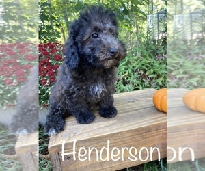 Poodle (Toy) Puppy for sale in CAPON BRIDGE, WV, USA