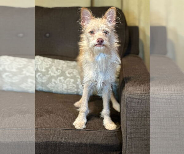 Medium Photo #2 Chiranian Puppy For Sale in Pacolet, SC, USA
