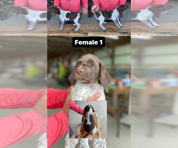 Medium Photo #6 German Shorthaired Pointer Puppy For Sale in JAMESTOWN, KY, USA