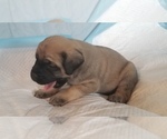 Small Photo #45 Mastiff Puppy For Sale in FULTON, NY, USA
