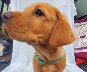 Labrador Retriever Puppy for Sale in BUFFALO, New York USA