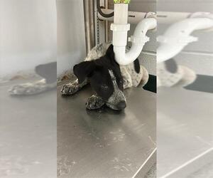 Mutt Dogs for adoption in Corpus Christi, TX, USA
