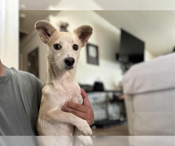 Medium Photo #1 Rat Terrier-Unknown Mix Puppy For Sale in HESPERIA, CA, USA